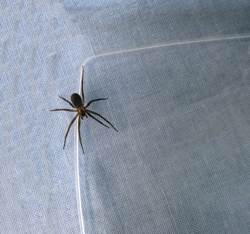 Denton, TX