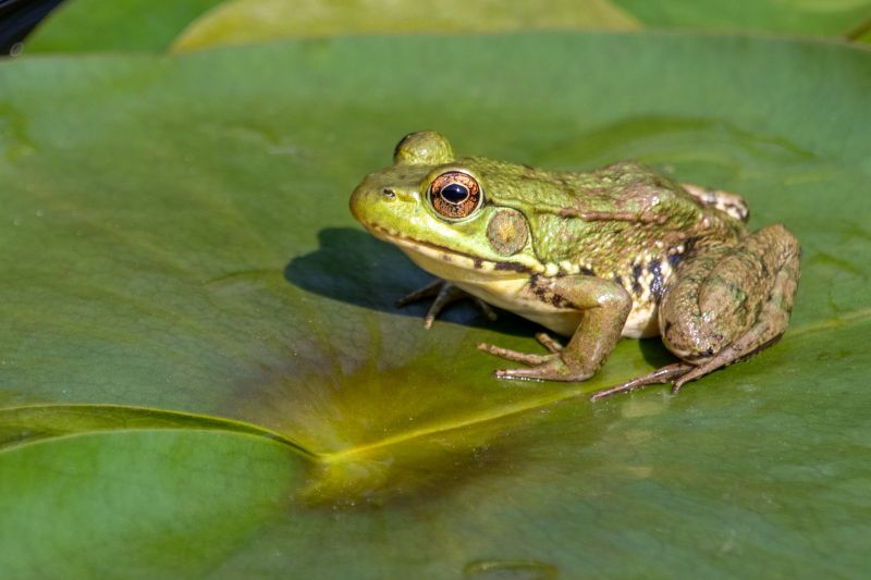 Frog Extermination