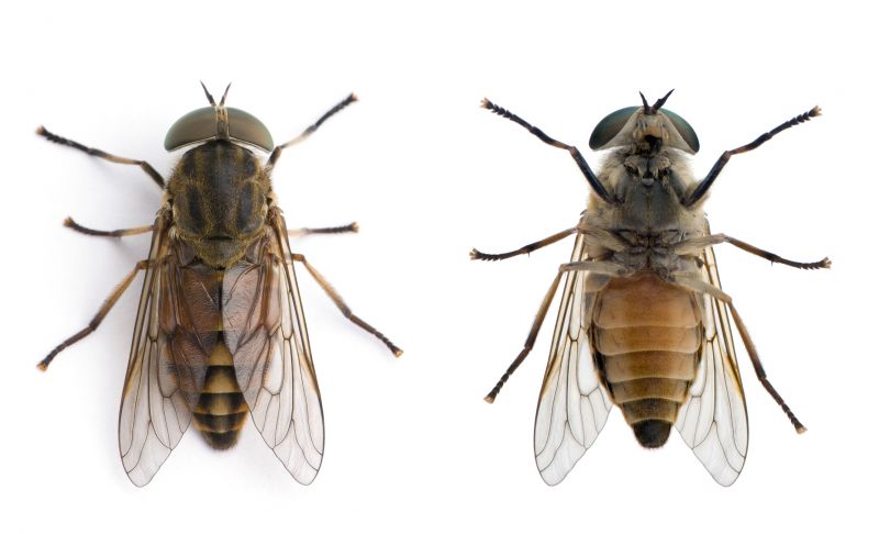 Fly Pest Control in Denton, TX