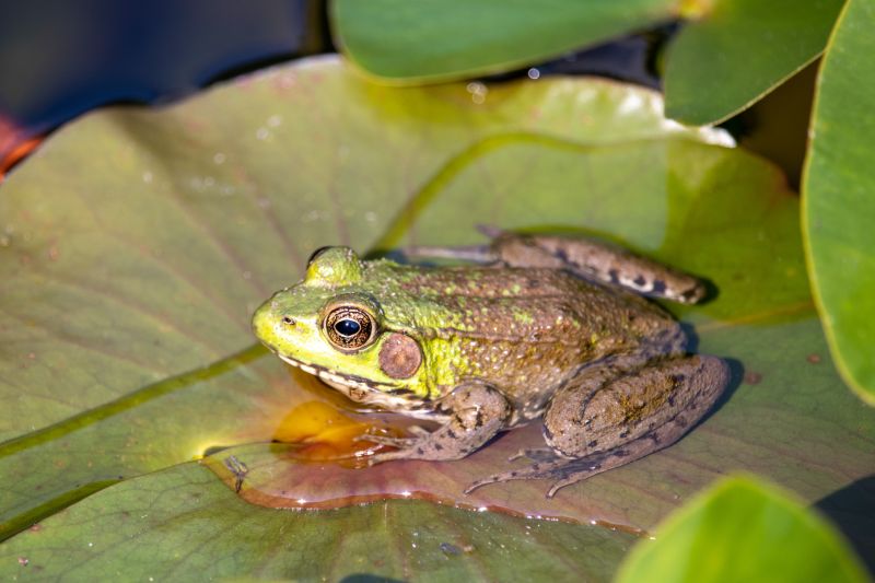 Frog Habitat Management