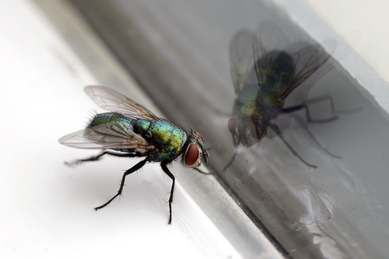 Fruit Fly Extermination in Katy, TX