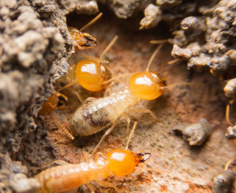 Termites in Soil
