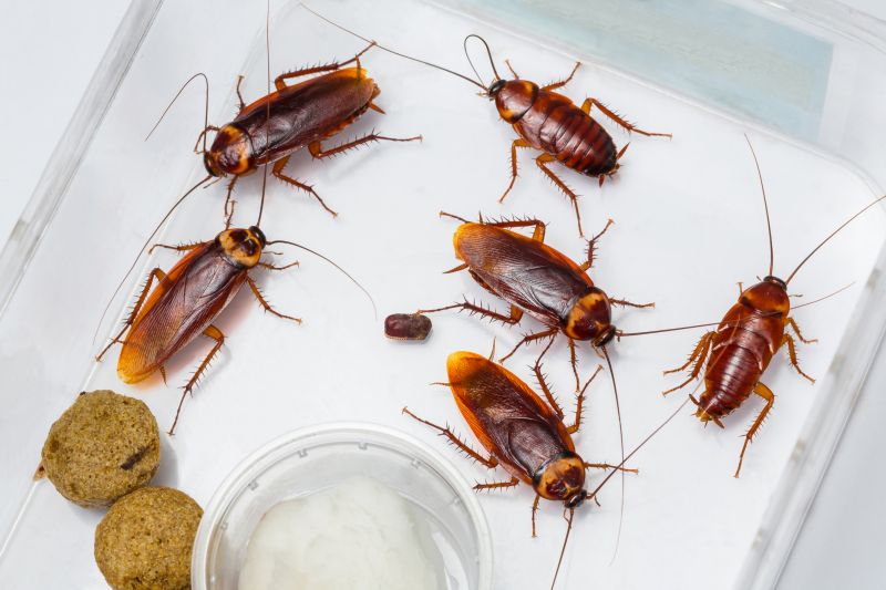 Cockroaches in Pantry
