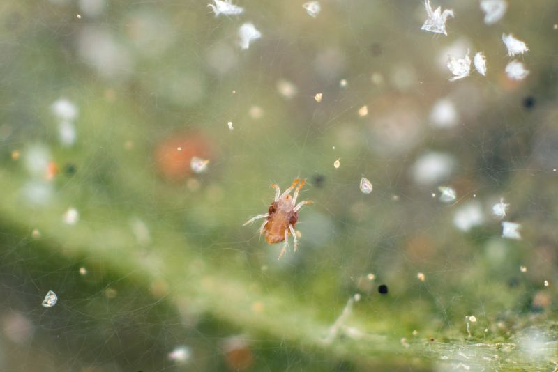 Mouse Spider Extermination in Rockwall, TX