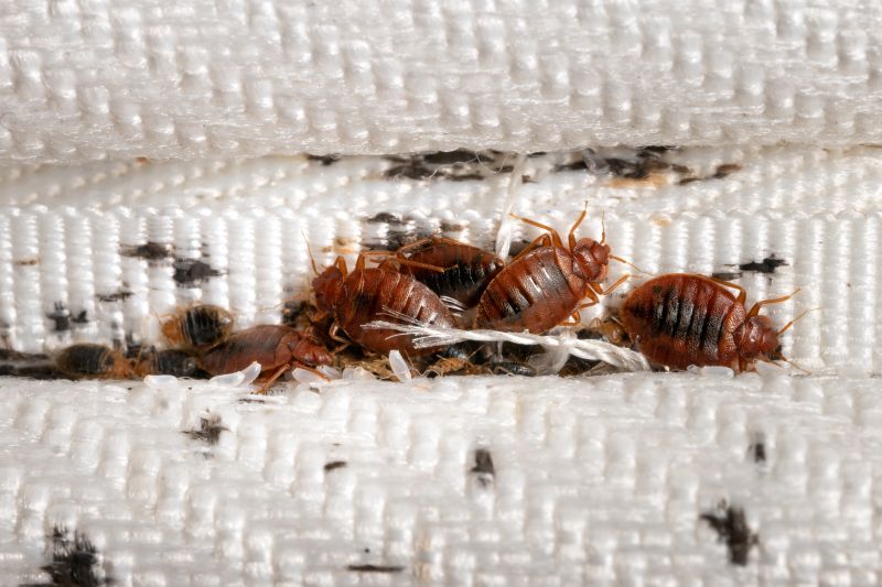 Bed Bug Control
