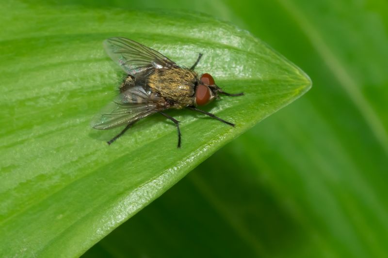 Seasonal Fly And Mosquito Activity And Prevention Strategies