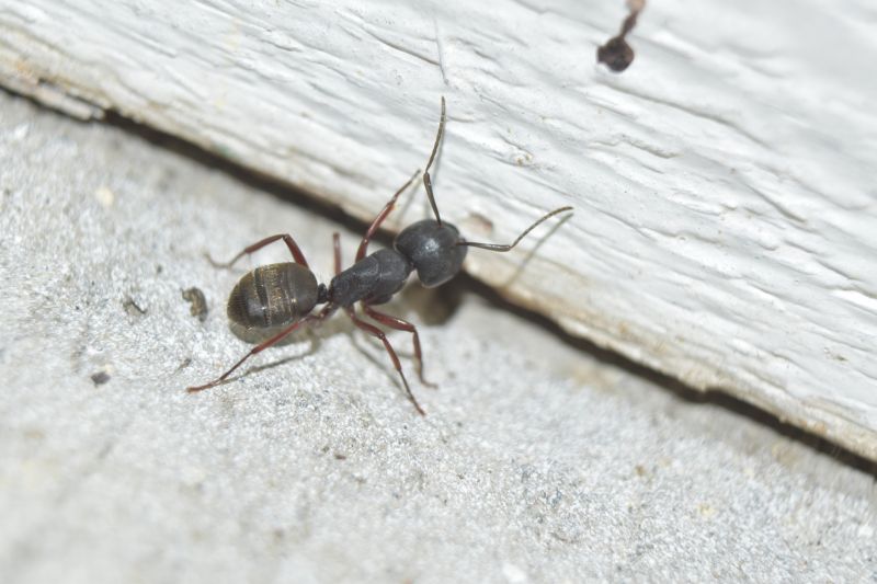 Velvet Ant Extermination in Arlington, TX