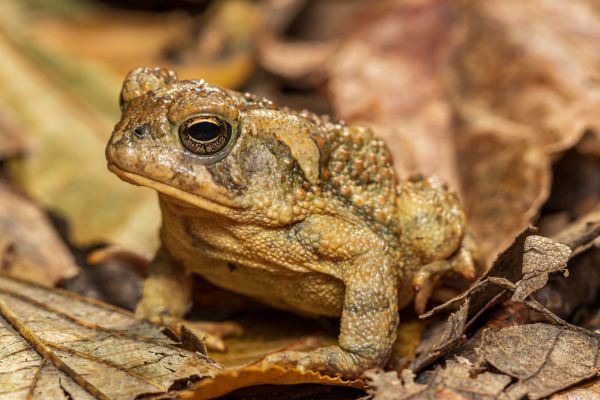Toad Removal